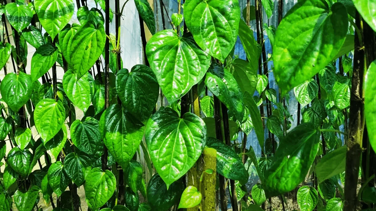 বরিশালের পান রপ্তানি হচ্ছে মধ্যপ্রাচ্য ও ইউরোপে