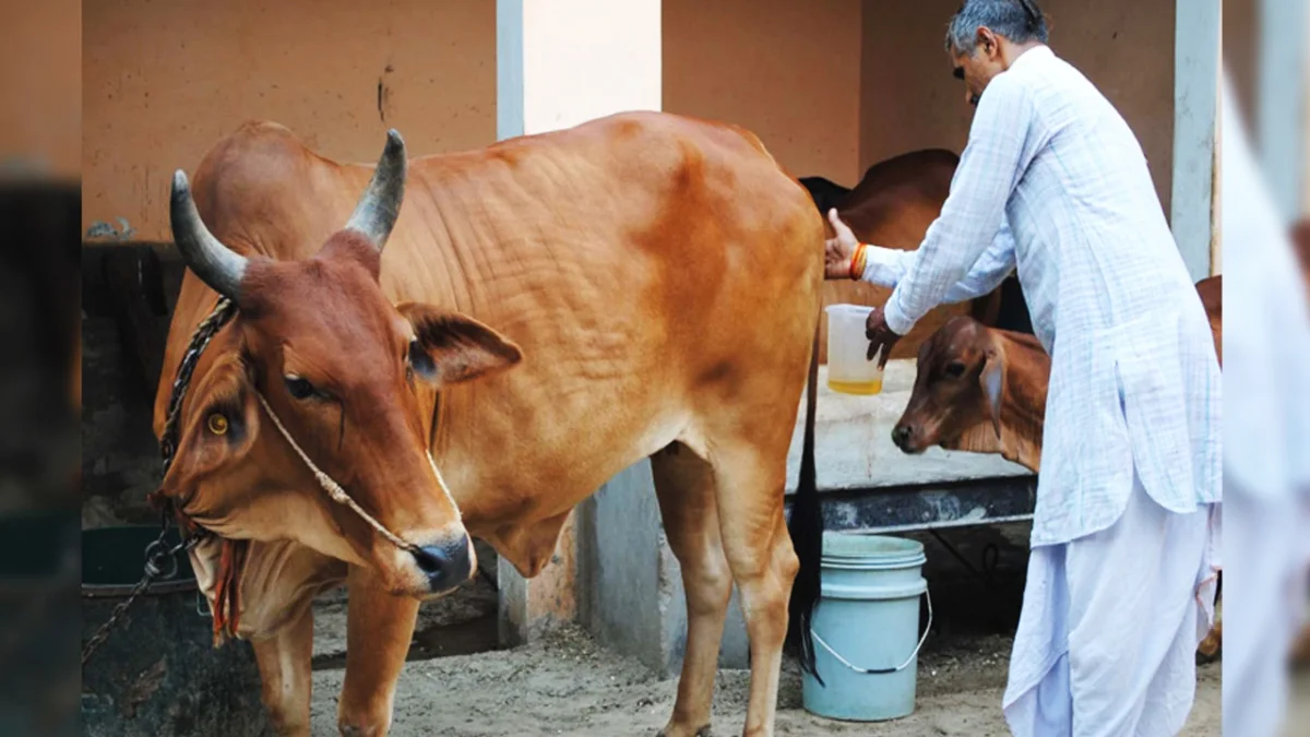 গোমূত্র কিনছে ভারত সরকার, প্রতি লিটার মিলবে ২০ রুপিতে