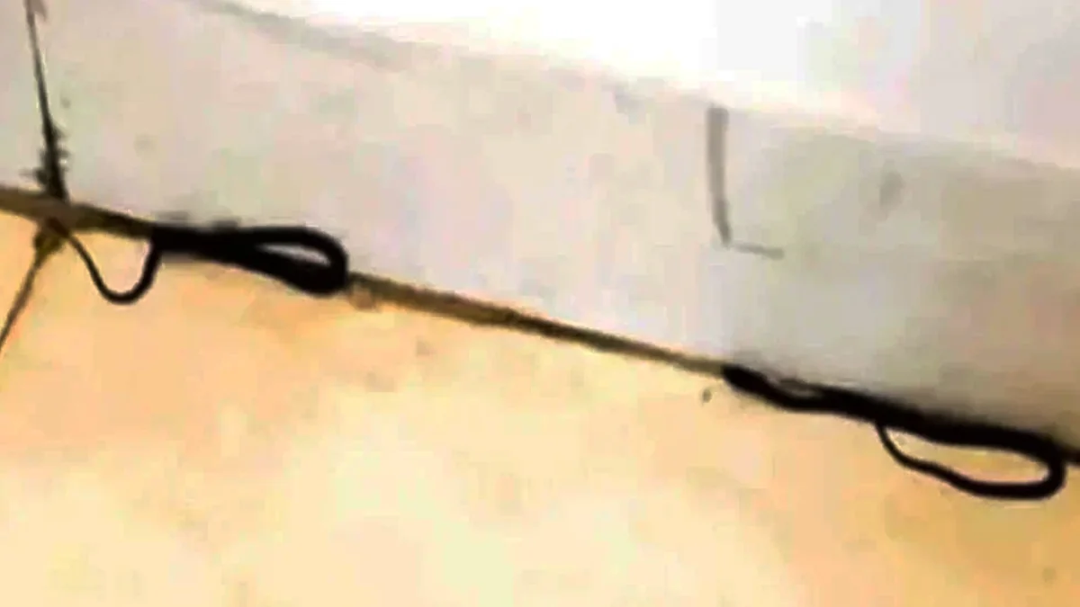 শিক্ষা মন্ত্রণালয়ে সাপের হানা