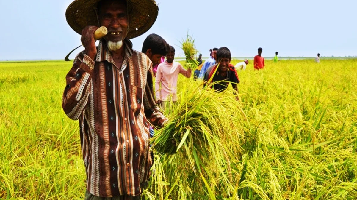 ১৪ লাখ কৃষকের সুদসহ কৃষিঋণ মওকুফ
