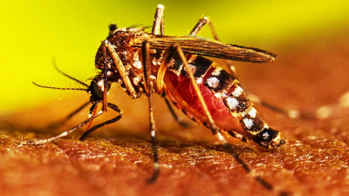 ডেঙ্গুতে আরও ৩ মৃত্যু, হাসপাতালে ভর্তি ১৪৩২