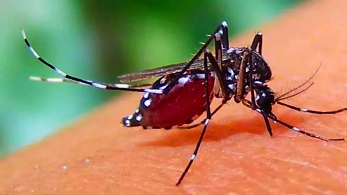 ডেঙ্গুতে আরও ৩ মৃত্যু, হাসপাতালে ১২৯৯