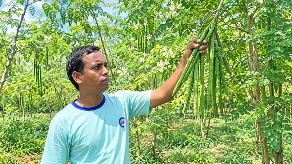এক বিঘায় সজনে চাষে  লাখ টাকা মুনাফা
