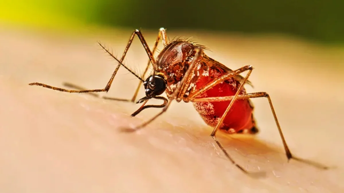 গত ২৪ ঘণ্টায় ডেঙ্গুতে আরও ৭ জনের মৃত্যু