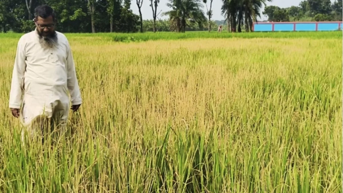 নাটোরে জমিসংক্রান্ত বিরোধের জেরে ধান নষ্টের অভিযোগ